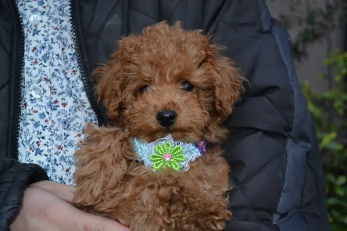 ID：1411-00652の子犬