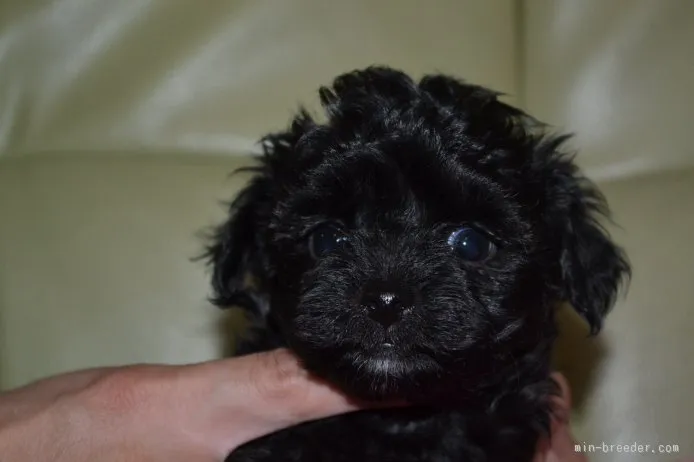 ID：1510-00424の子犬