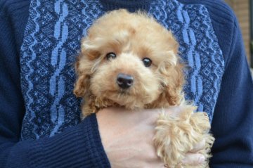 トイプードル(トイ)【広島県・男の子・2014年10月12日・アプリコット】の写真「新春キャンペーンとして値下げしました。」
