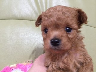 チワプー【広島県・男の子・2015年2月26日・レッド】の写真「プードル毛質なので、抜け毛なし！」