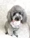 トイプードル(トイ)【山形県・男の子・2025年5月13日・シルバー】の写真6「ラテちゃんママ」