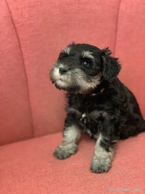 ID：2003-03010の子犬