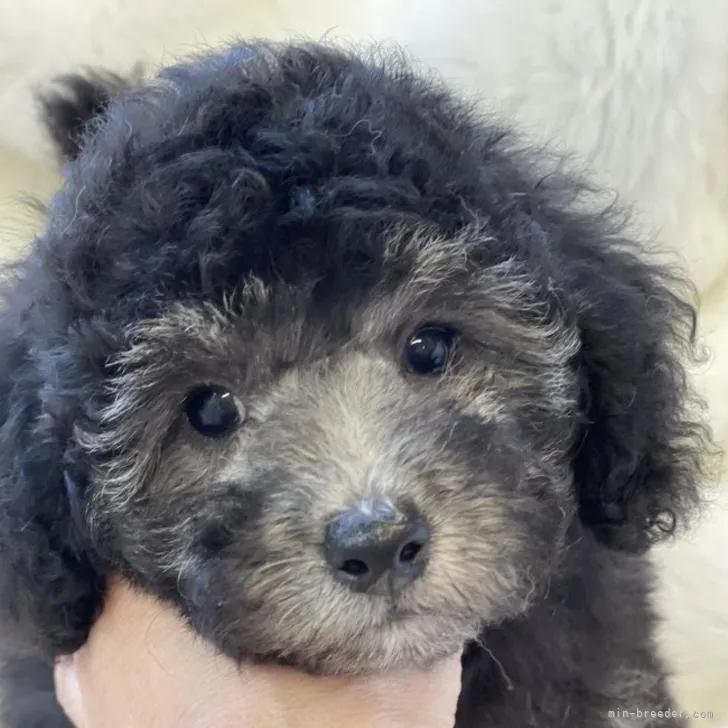 ID:2208-02971の子犬