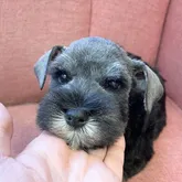 ミニチュアシュナウザー【山形県・男の子・2022年4月7日・ソルト&ペッパー】の写真1「5月27日撮影」