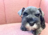 ミニチュアシュナウザー【山形県・男の子・2022年4月7日・ソルト&ペッパー】の写真2