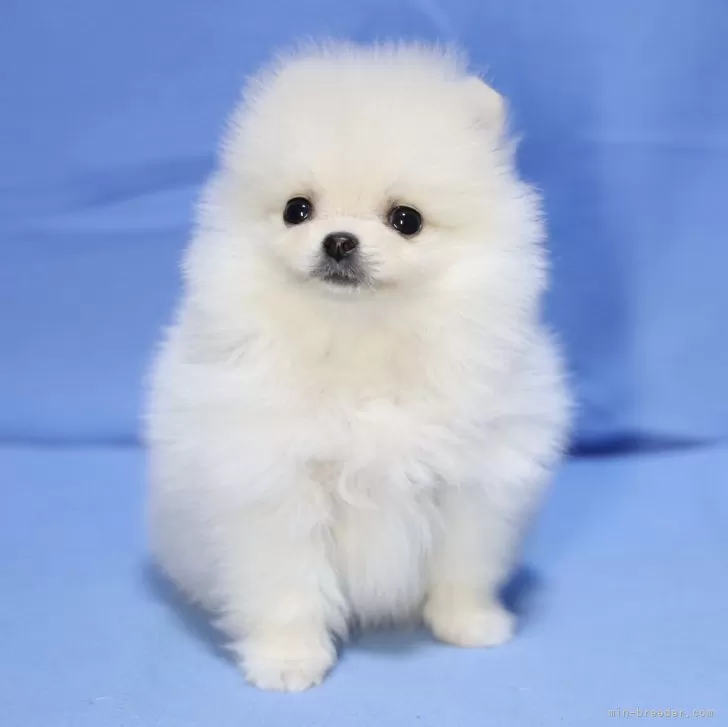Y.K 様のお迎えした子犬