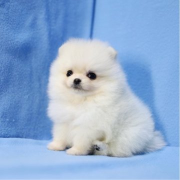 ポメラニアン【京都府・男の子・2025年10月2日・クリーム】の写真「可愛らしいです🍀」