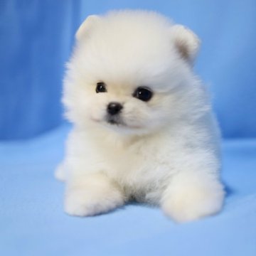 ポメラニアン【京都府・男の子・2025年9月18日・クリーム】の写真「ハッキリしたお顔立ち🍀」
