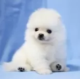 ポメラニアン