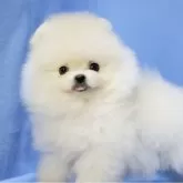 ポメラニアン