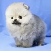 ポメラニアン【京都府・女の子・2024年11月14日・クリームセーブル】の写真1「撮影時410g」