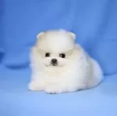 ポメラニアン【京都府・男の子・2025年3月25日・パーティ】の写真2「父ホワイト2.3kg 母クリームセーブル2kg🍀」