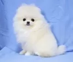 ポメラニアン【京都府・女の子・2024年10月21日・クリーム】の写真4「涙焼けなく綺麗なお顔です。」