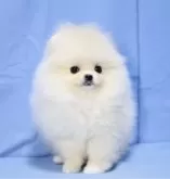 ポメラニアン【京都府・女の子・2024年10月21日・クリーム】の写真6「お膝も問題ございません。」