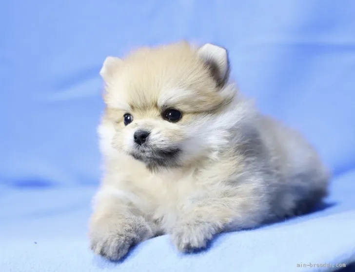 ID：2202-00141の子犬