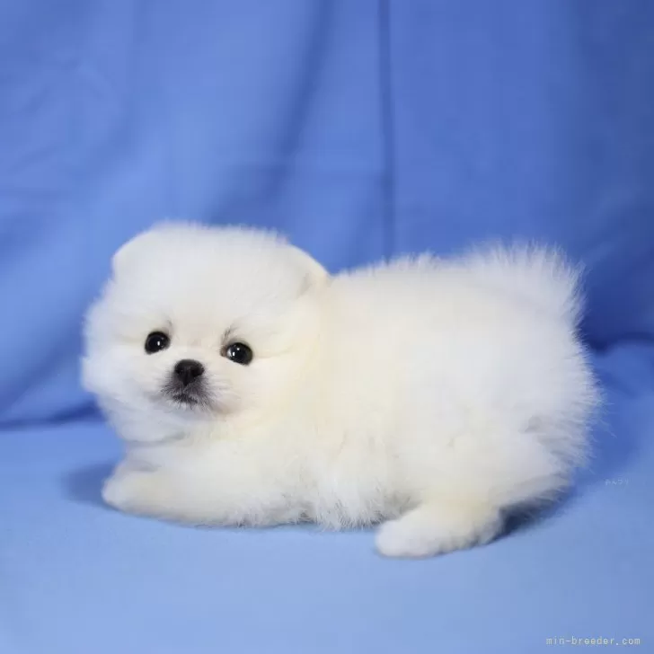 ID:2406-05964の子犬