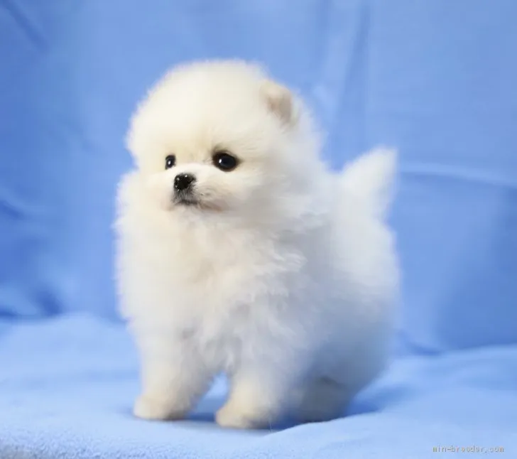 ID:2101-01579の子犬