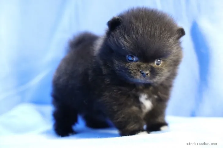 ID：2103-00118の子犬