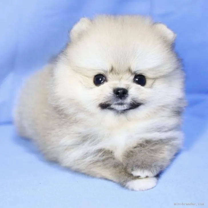 ID：2209-02626の子犬