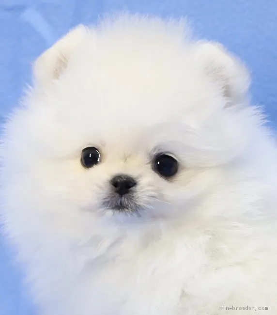 ID:2103-00300の子犬