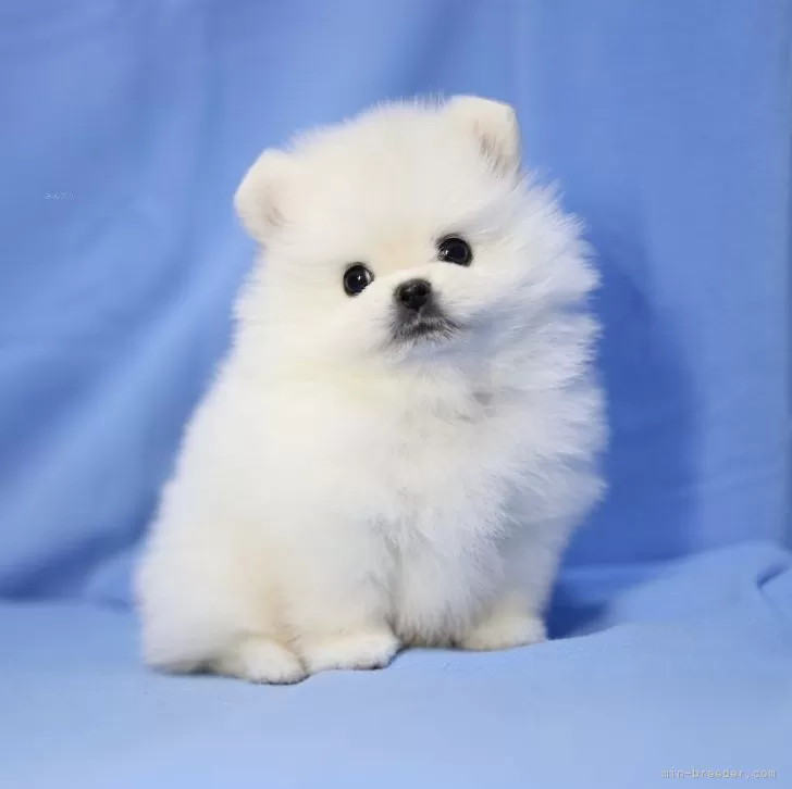 ID:2407-03125の子犬