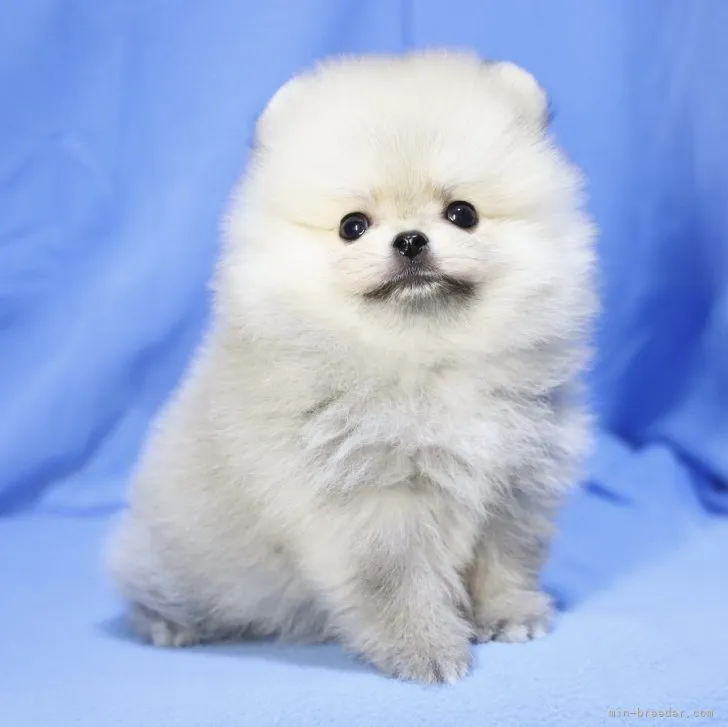 ID:2307-04452の子犬