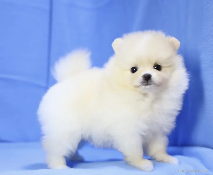 ID:2107-00750の子犬