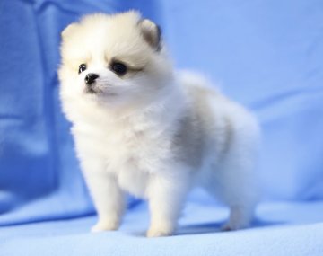 ポメラニアン【京都府・女の子・2021年11月8日・パーティー】の写真「最短のお引き渡しは1月5日以降となります。」