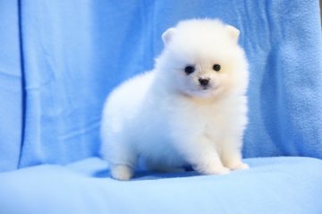 ポメラニアン【京都府・女の子・2021年1月3日・クリーム&ホワイト】の写真「クリーム&ホワイトの女の子です」