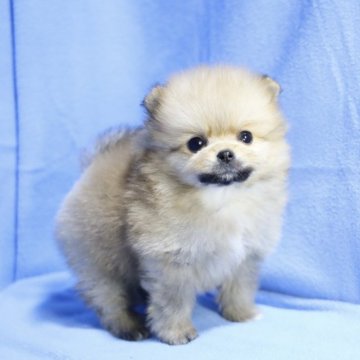 ポメラニアン【京都府・男の子・2022年12月6日・オレンジ】の写真「お引き渡しは、2月1日以降となります。」