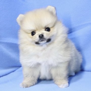 ポメラニアン【京都府・女の子・2023年8月30日・クリームセーブル】の写真「美形な女の子です🍀」