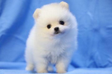 ポメラニアン【京都府・女の子・2021年1月11日・クリーム&ホワイト】の写真「クリーム&ホワイトの女の子です。」