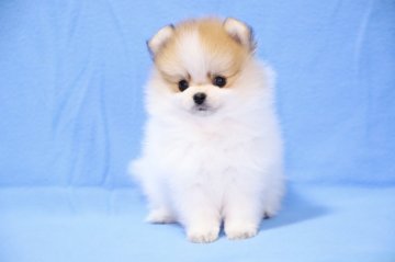 ポメラニアン【京都府・女の子・2020年7月29日・パーティ】の写真「綺麗なパーティカラーの女の子です。」