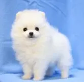 ポメラニアン【京都府・女の子・2022年6月27日・クリーム】の写真2「8/17撮影　明るいクリームカラーです。」