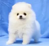 ポメラニアン【京都府・女の子・2022年6月27日・クリーム&ホワイト】の写真3「8/24撮影　サークル内でのおトイレは完璧です。」