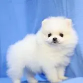 ポメラニアン【京都府・女の子・2022年6月27日・クリーム&ホワイト】の写真5「8/13撮影」