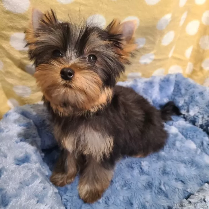 ヨークシャーテリア【栃木県・男の子・2025年7月15日・スチールブルー&amp;タン】の写真1