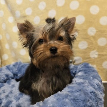 ヨークシャーテリア【栃木県・男の子・2025年7月15日・スチールブルー&タン】の写真「可愛い男の子です」