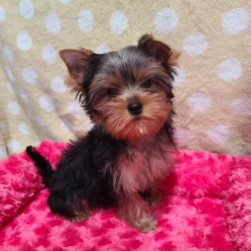 ヨークシャーテリア【栃木県・女の子・2025年8月8日・スチールブルー&タン】の写真「可愛い女の子です❤️」