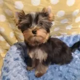 ヨークシャーテリア【栃木県・男の子・2025年7月15日・スチールブルー&タン】の写真3