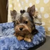 ヨークシャーテリア【栃木県・男の子・2025年7月15日・スチールブルー&タン】の写真5