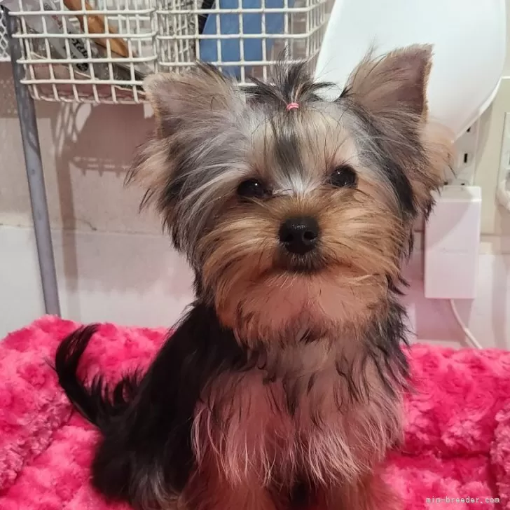ID：2410-00707の子犬