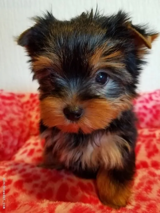 ID：1810-02261の子犬