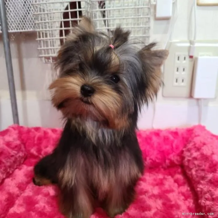 ID：2209-00055の子犬