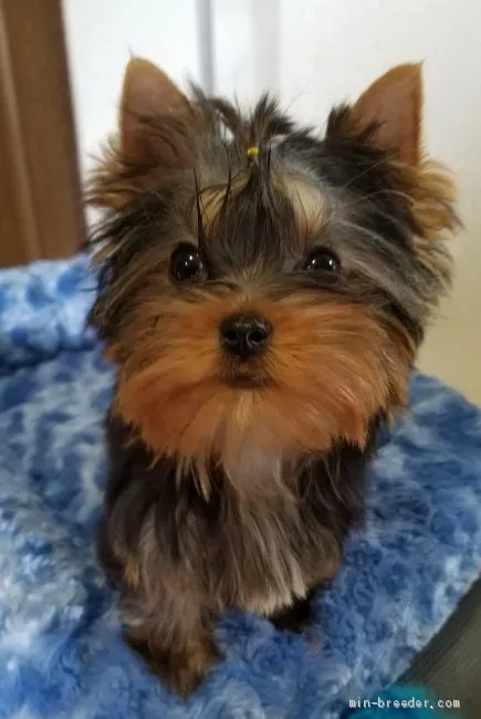 ID：2006-01324の子犬