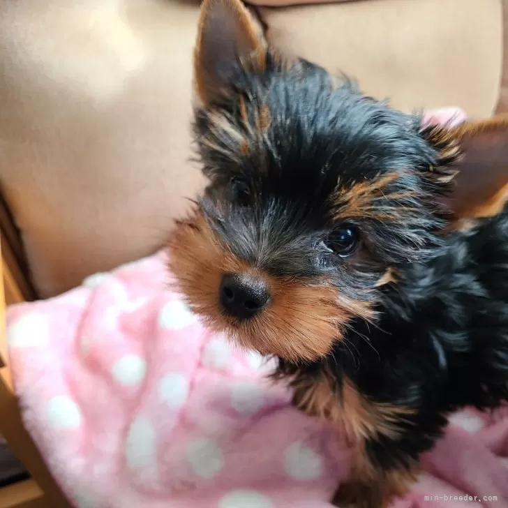 ID：2402-00382の子犬