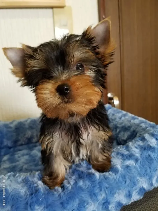 ID：1907-01292の子犬