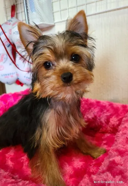 ID：2008-02787の子犬