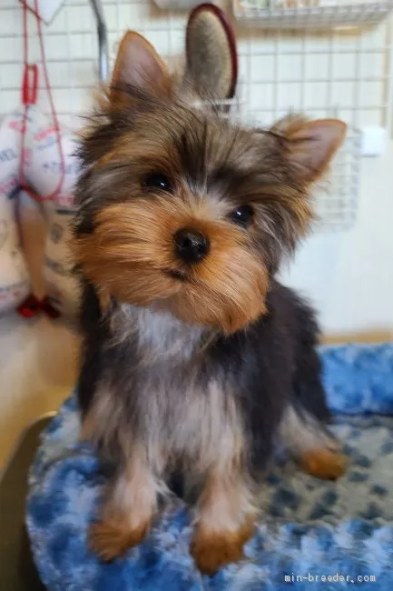 ID：2011-00994の子犬