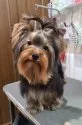 ヨークシャーテリア【栃木県・男の子・2021年5月17日・スチールブルー&タン】の写真1